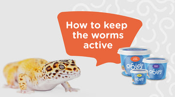 How to Keep Worms Active