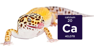 Why Calcium is Important for Reptiles