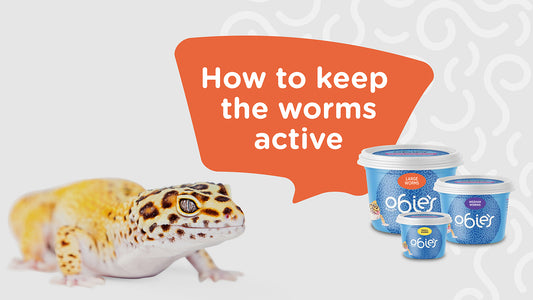 How to Keep Worms Active