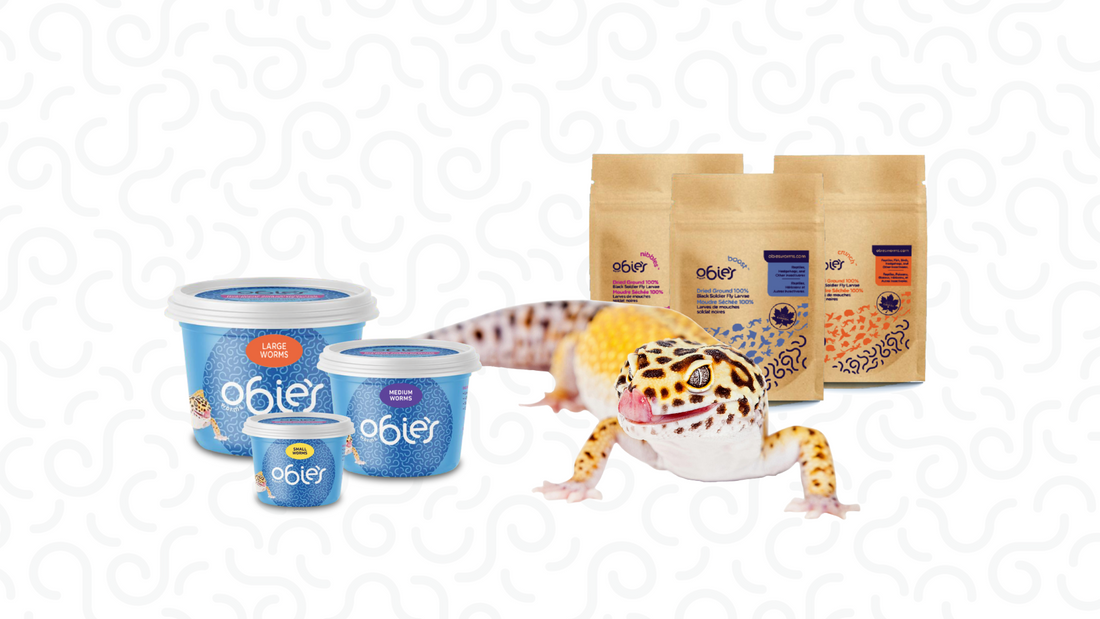 Live and dried worms from Obie's worms - the perfect feed source for your reptile