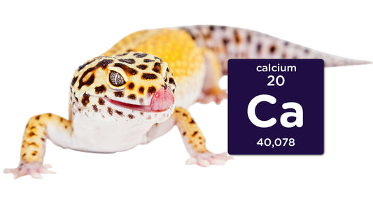 Why Calcium is Important for Reptiles