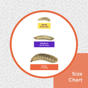 Obie's Large BSFL