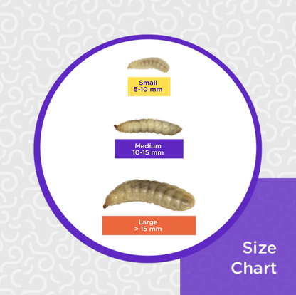 Obie's Medium BSFL