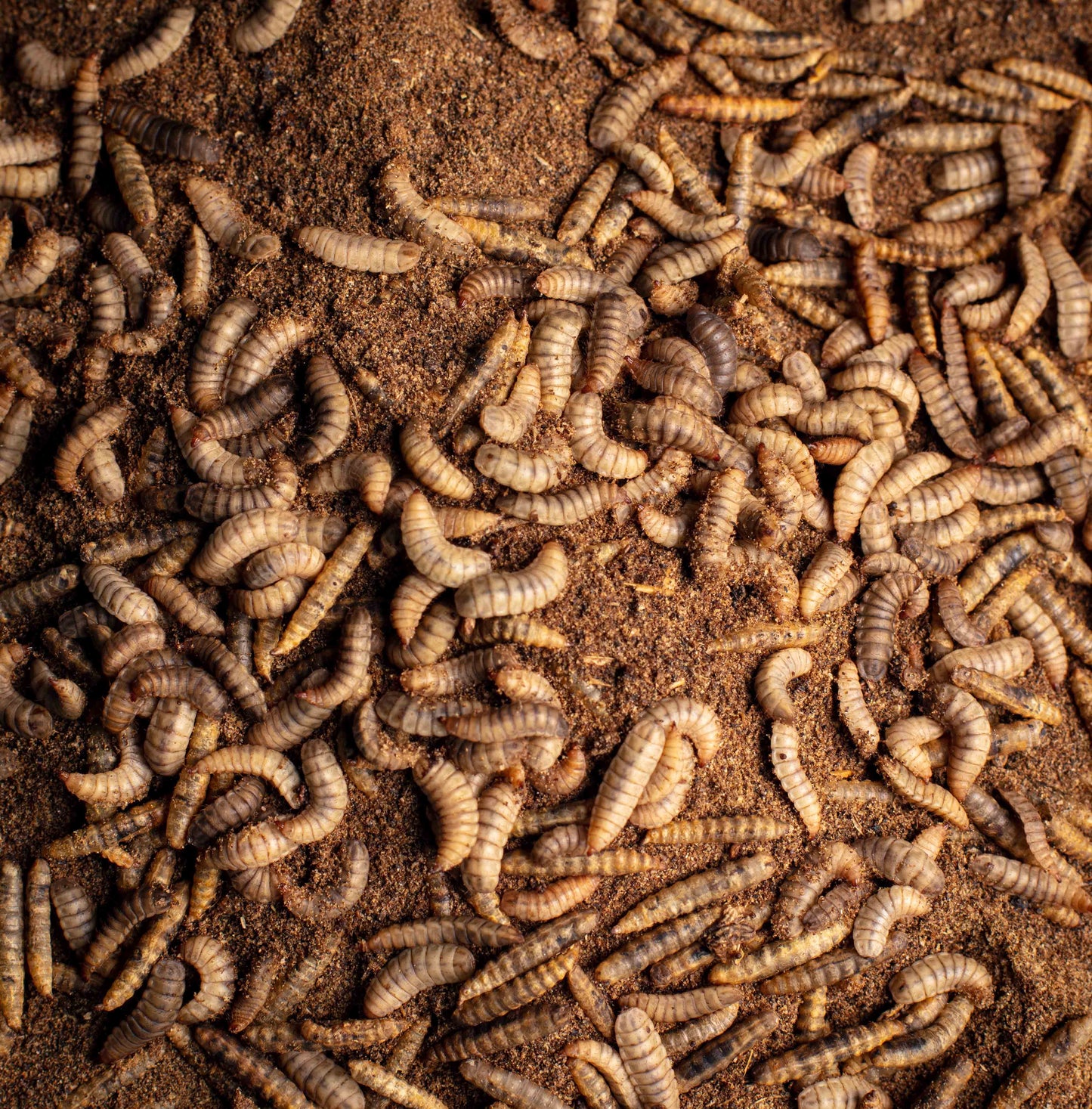 Obie's Small BSFL (Wholesale Bulk)