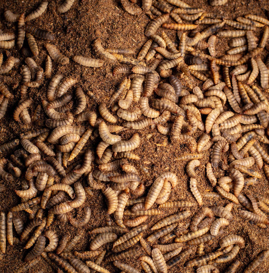 Obie's Small BSFL (Wholesale Bulk)