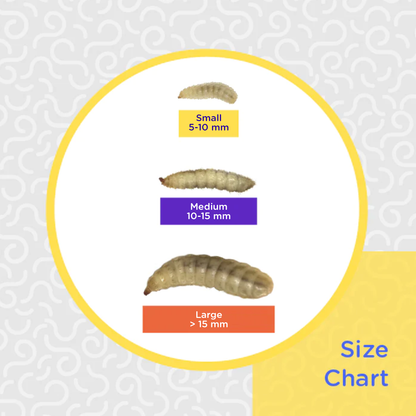 Obie's Small Pre-Packaged BSFL